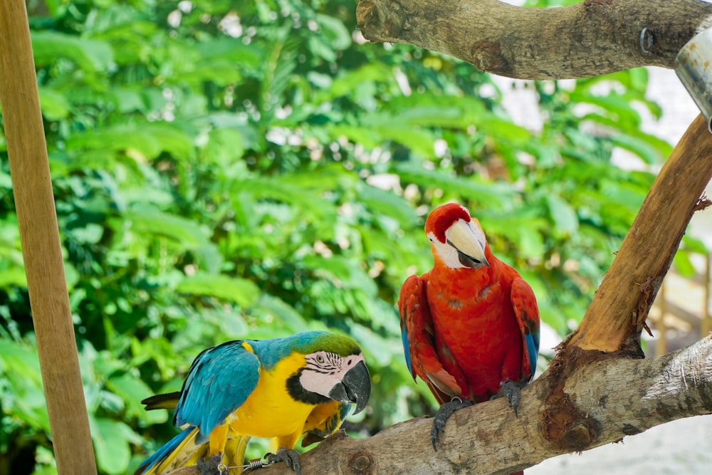 a couple of colorful birds perched on top of a tree branch