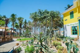 A vibrant garden scene filled with various types of cacti and palm trees, set against a bright yellow building with green window frames. A pathway made of wood leads through the garden area, and there is a small fenced seating section beneath a canopy. The sky is clear and blue, adding to the sunny, tropical atmosphere.