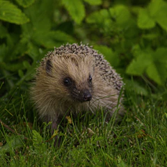 A small hedgehog shelter tucked under leafy bushes in a garden corner.