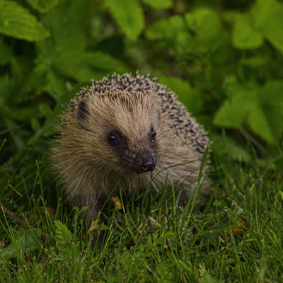 A hedgehog cautiously exploring a leafy garden patch on a sunny day.