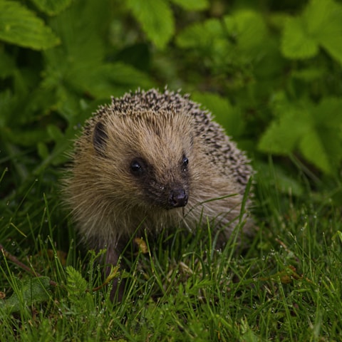 A close-up of a small hedgehog peeking out from under a lush green hedge, bathed in soft morning light.