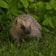 Close-up of a hedgehog peeking out from a solar-powered hedgehog house in a lush garden.