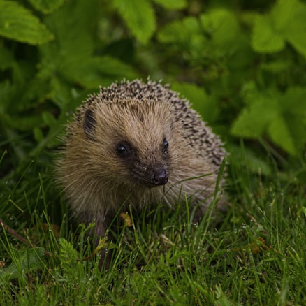 A small hedgehog is situated in a lush, green garden. Its spines are light brown and its face has a curious expression. The background consists of green leaves and grass.
