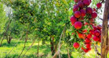 Sunlit orchard with ripe fruits ready for picking in Australia.