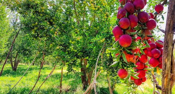 A vibrant orchard at sunrise with workers carefully harvesting ripe fruits.