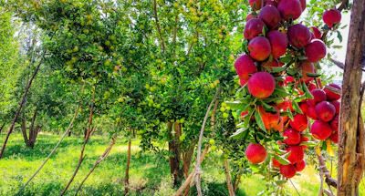 Sunlit orchard with ripe fruits ready for picking in Australia.