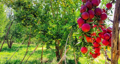 A vibrant orchard filled with ripe apples ready for harvest.