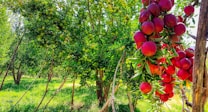 A vibrant orchard with trees heavily laden with apples. One tree prominently displays a cluster of ripe, red apples hanging in the foreground, while surrounding trees have numerous green apples. Sunlight filters through the leaves, casting light and shadow patterns on the ground covered with grass.