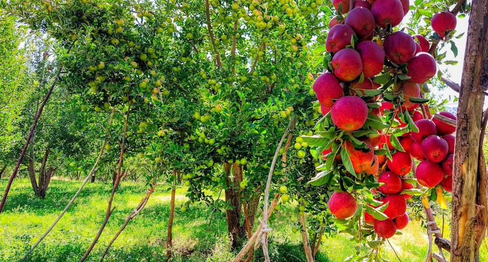 a bunch of fruit hanging from a tree