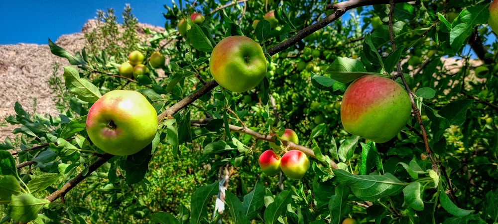 a tree filled with lots of green and red apples
