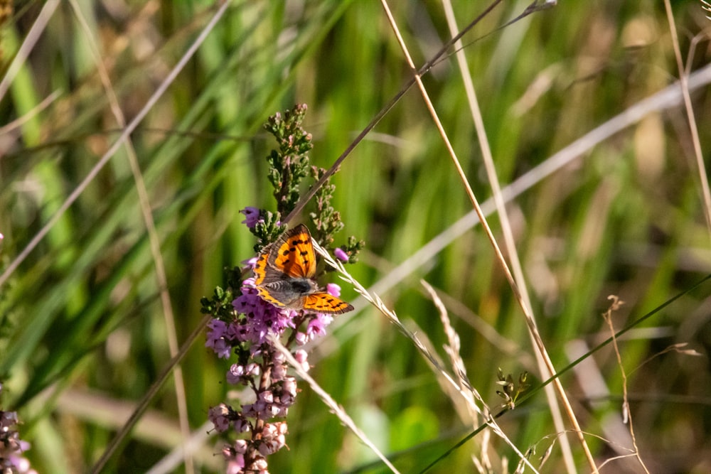 a small orange butterfly sitting on a purple flower