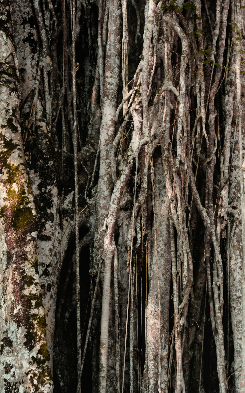 a group of trees that are next to each other