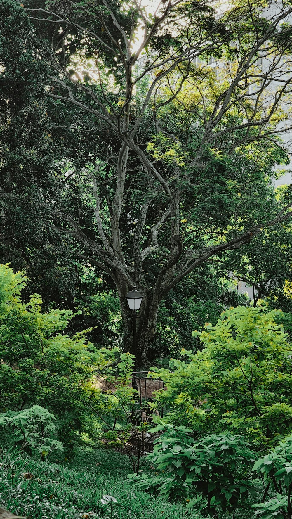 a tree with a lamp hanging from it's trunk