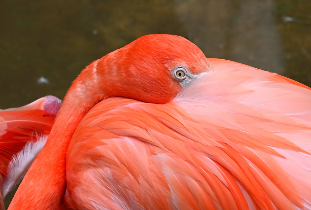 a close up of a pink flamingo with its head turned