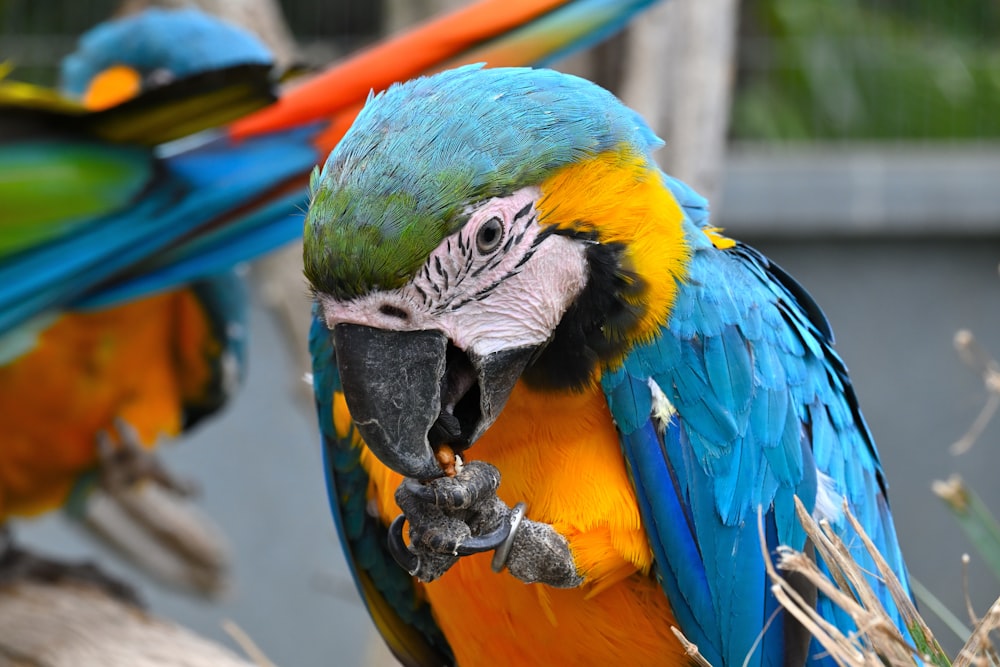 a close up of two colorful birds on a branch