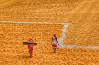 Two people walking on a large expanse of grain spread out on the ground. One person, wearing a red and white patterned garment, is carrying a large rake over their shoulder. The second person is wearing an orange and white outfit. The golden color of the grains dominates the scene, with paths cleared through the grains to walk on.