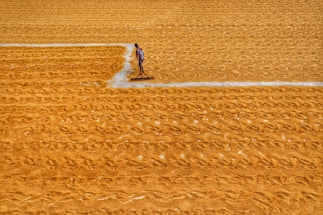 A person is working on a large expanse of spread grain, using a tool to rake the surface, creating patterns in the golden grains. The setting appears to be outdoors, with the ground entirely covered in the dry grains, which are likely being dried in the sun.