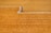 A person is working on a large expanse of spread grain, using a tool to rake the surface, creating patterns in the golden grains. The setting appears to be outdoors, with the ground entirely covered in the dry grains, which are likely being dried in the sun.