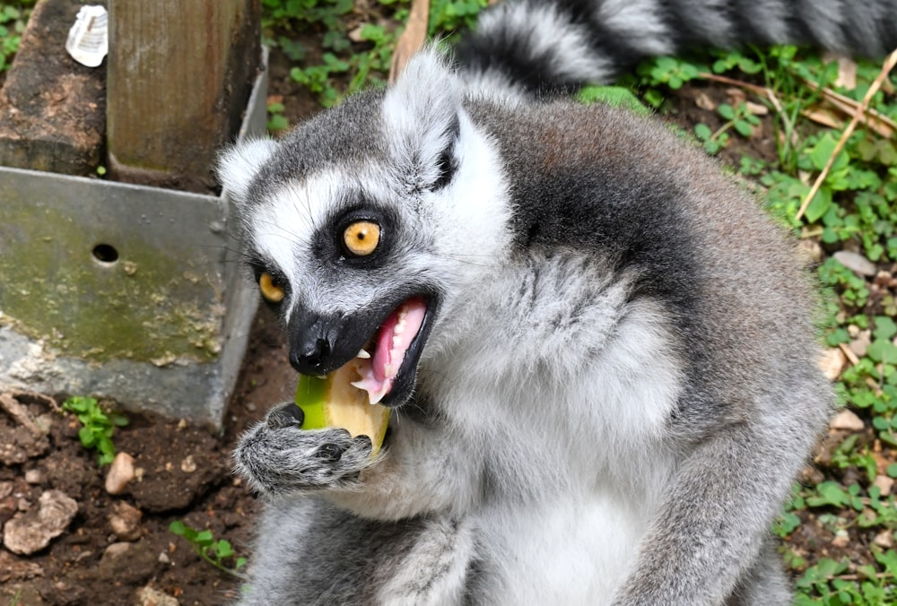 a close up of a small animal with its mouth open