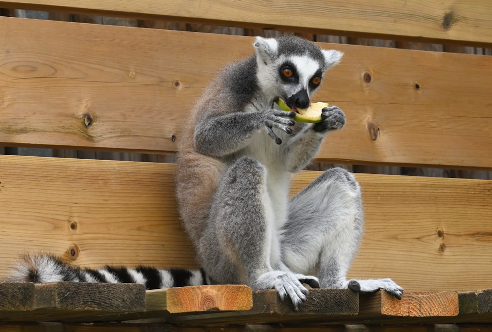 a lemur eating a piece of fruit on top of a wooden bench