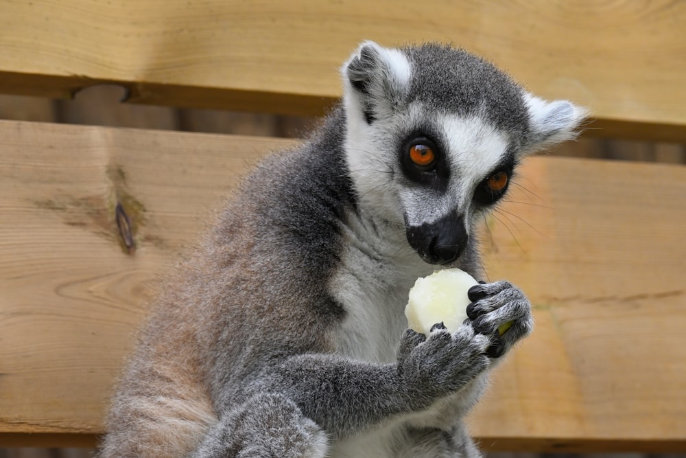 a close up of a small animal on a wooden surface