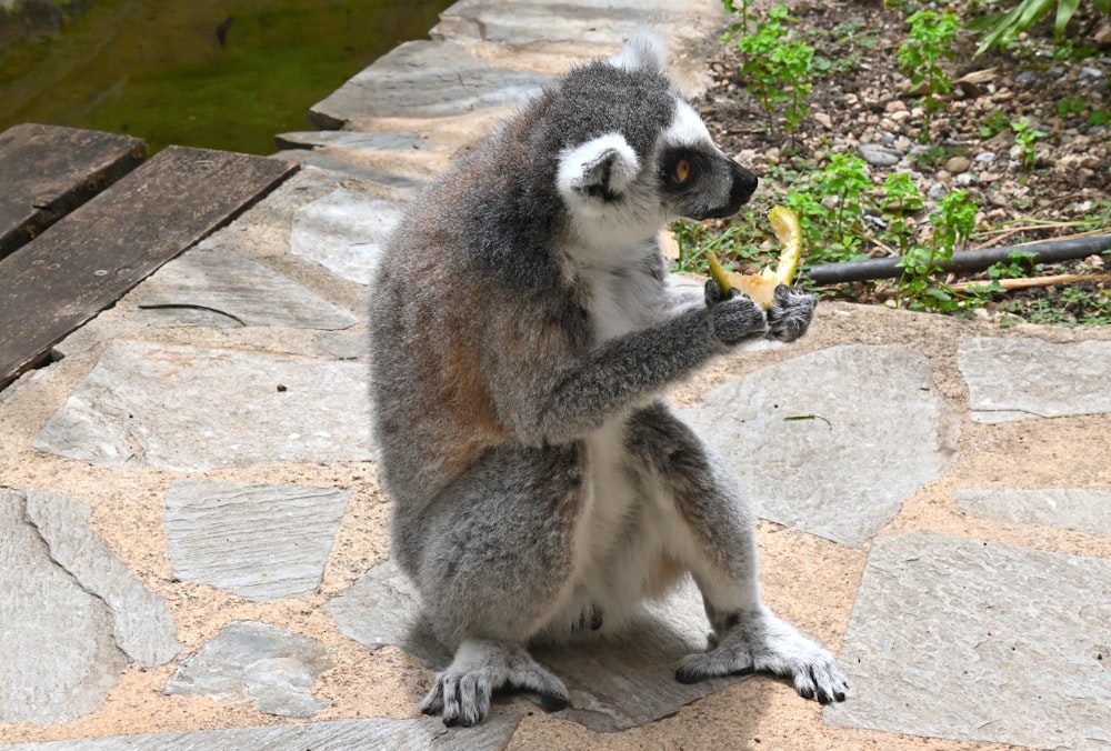 a lemur holding a piece of fruit in its mouth