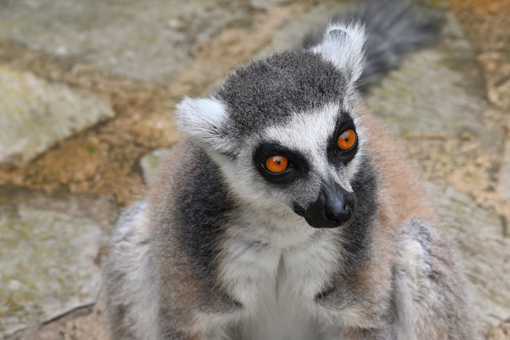 a close up of a small animal with orange eyes