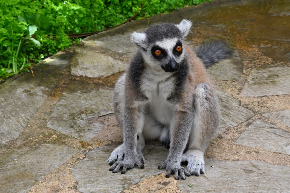 a close up of a small animal on a rock