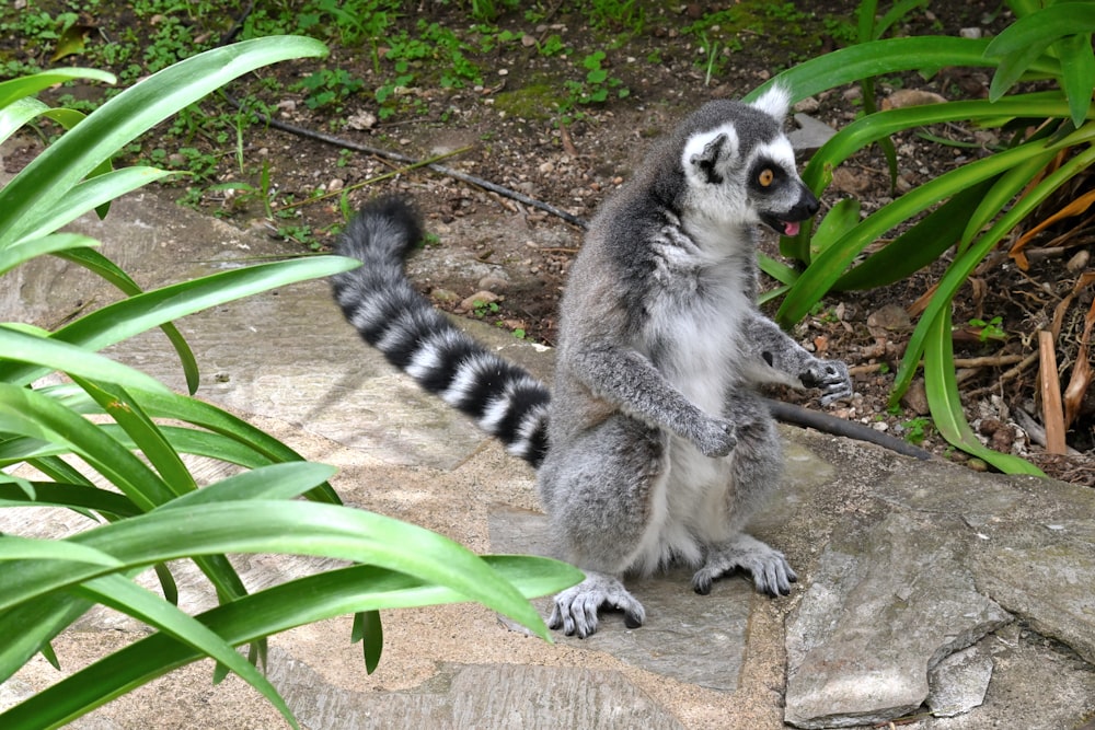 a small animal standing on its hind legs on a rock