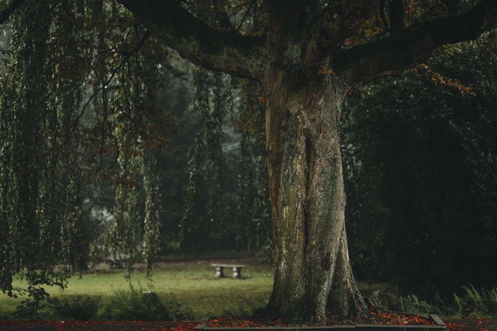 a bench under a large tree in a park