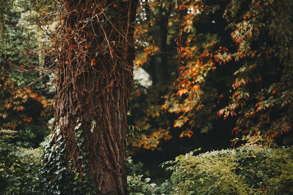 a tree covered in vines in the middle of a forest