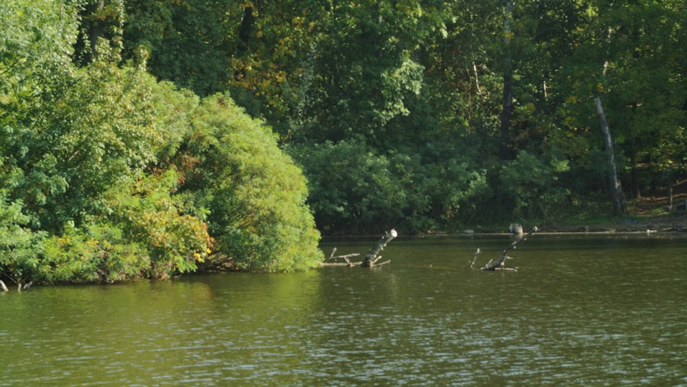a group of birds sitting on top of a tree branch in the water