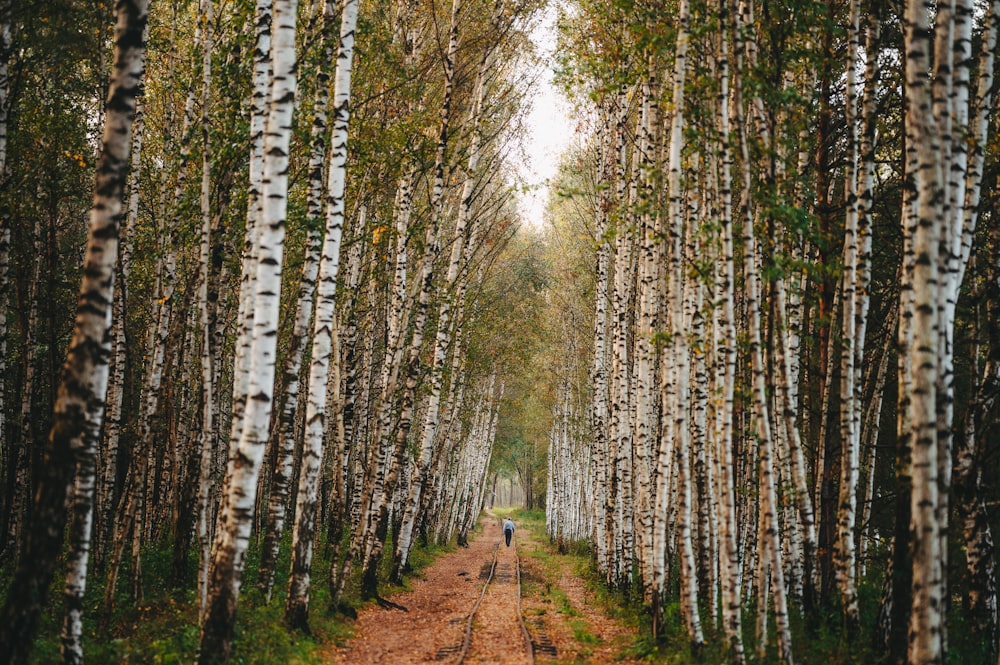 a path through a grove of trees in a forest