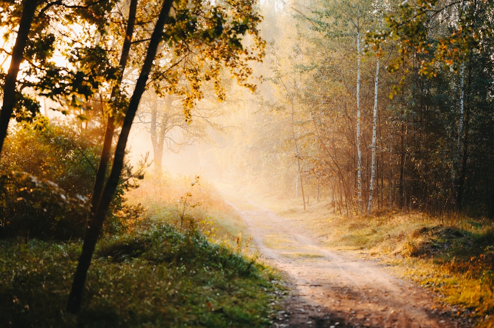 a dirt road in the middle of a forest