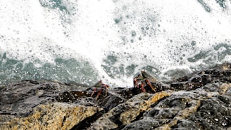 A vibrant display of live mangrove crabs in a coastal setting.