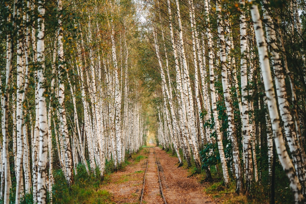 a dirt road surrounded by tall white trees