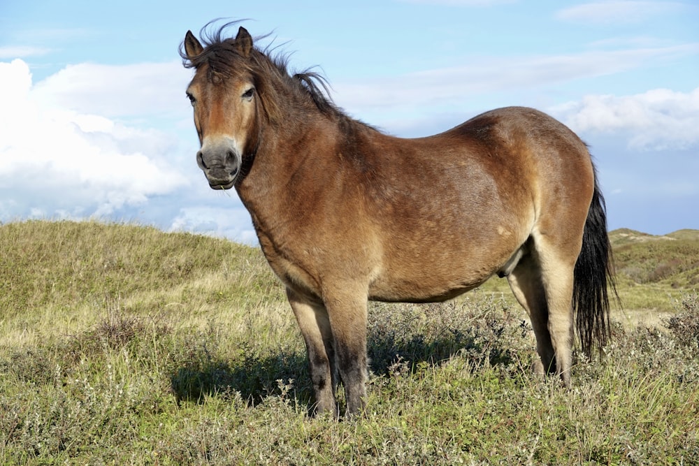 um cavalo marrom em pé no topo de um campo verde exuberante