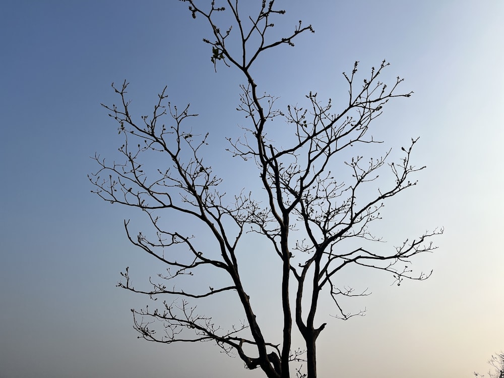 a bare tree with no leaves on it