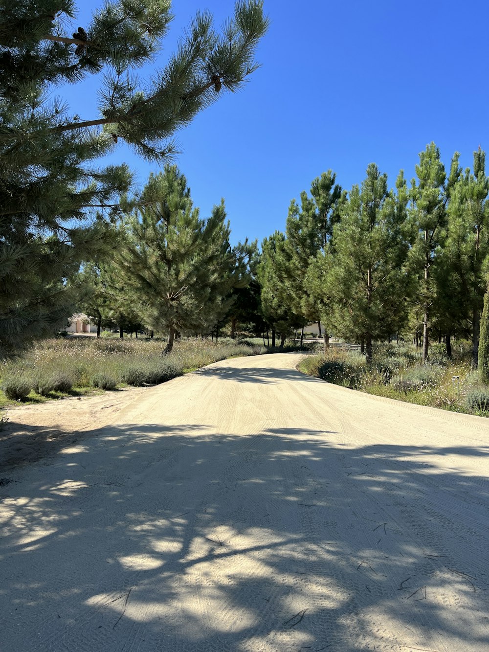 a dirt road surrounded by trees and grass