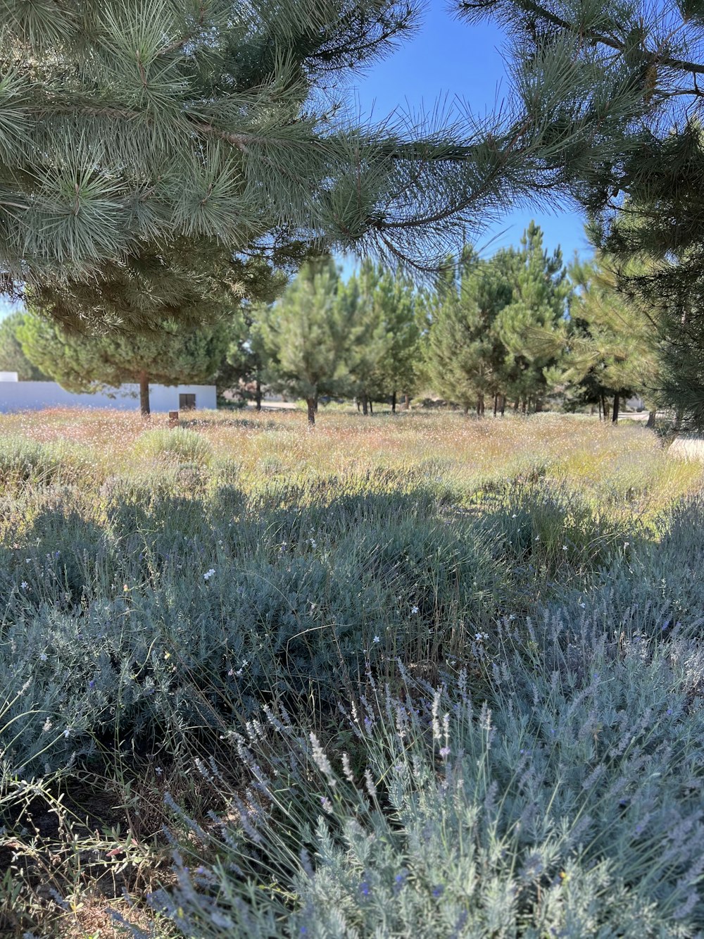 a grassy field with trees and water in the background