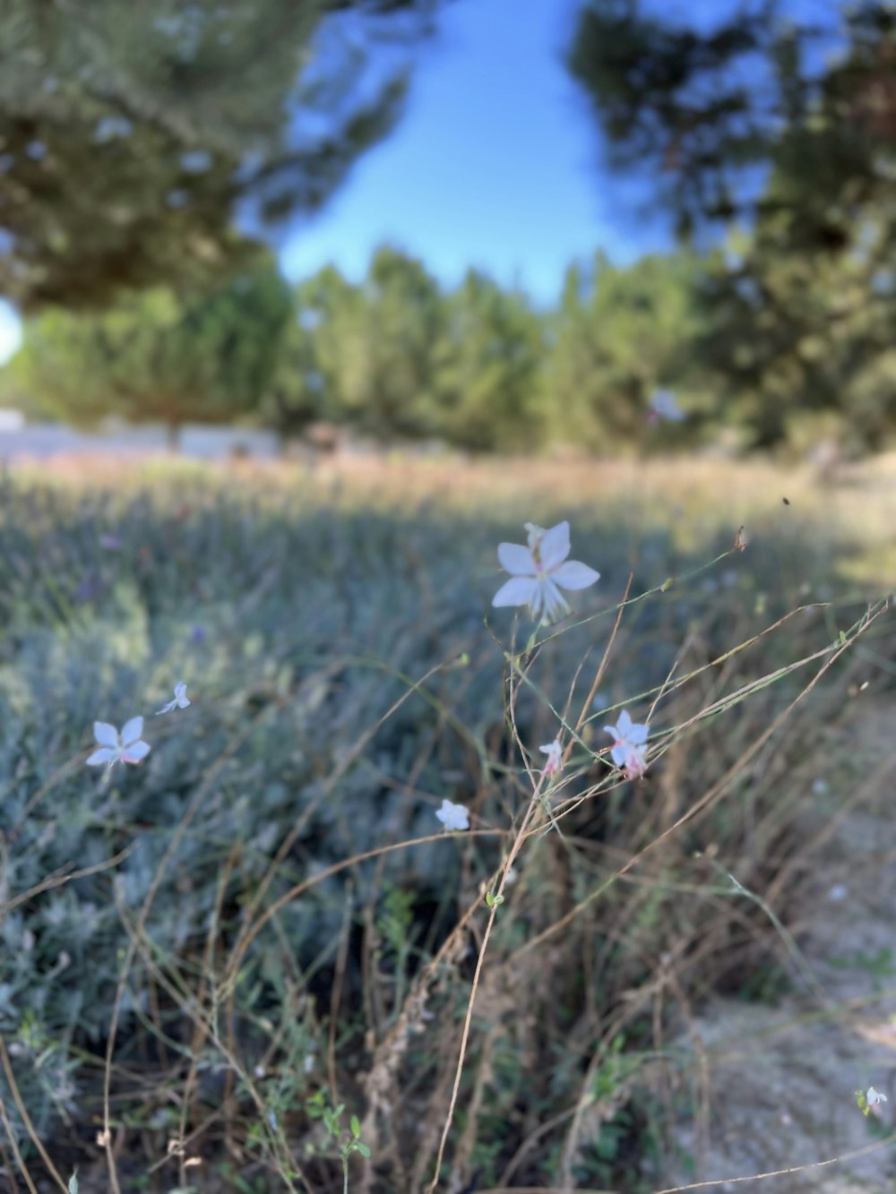 small white flowers growing in the middle of a field