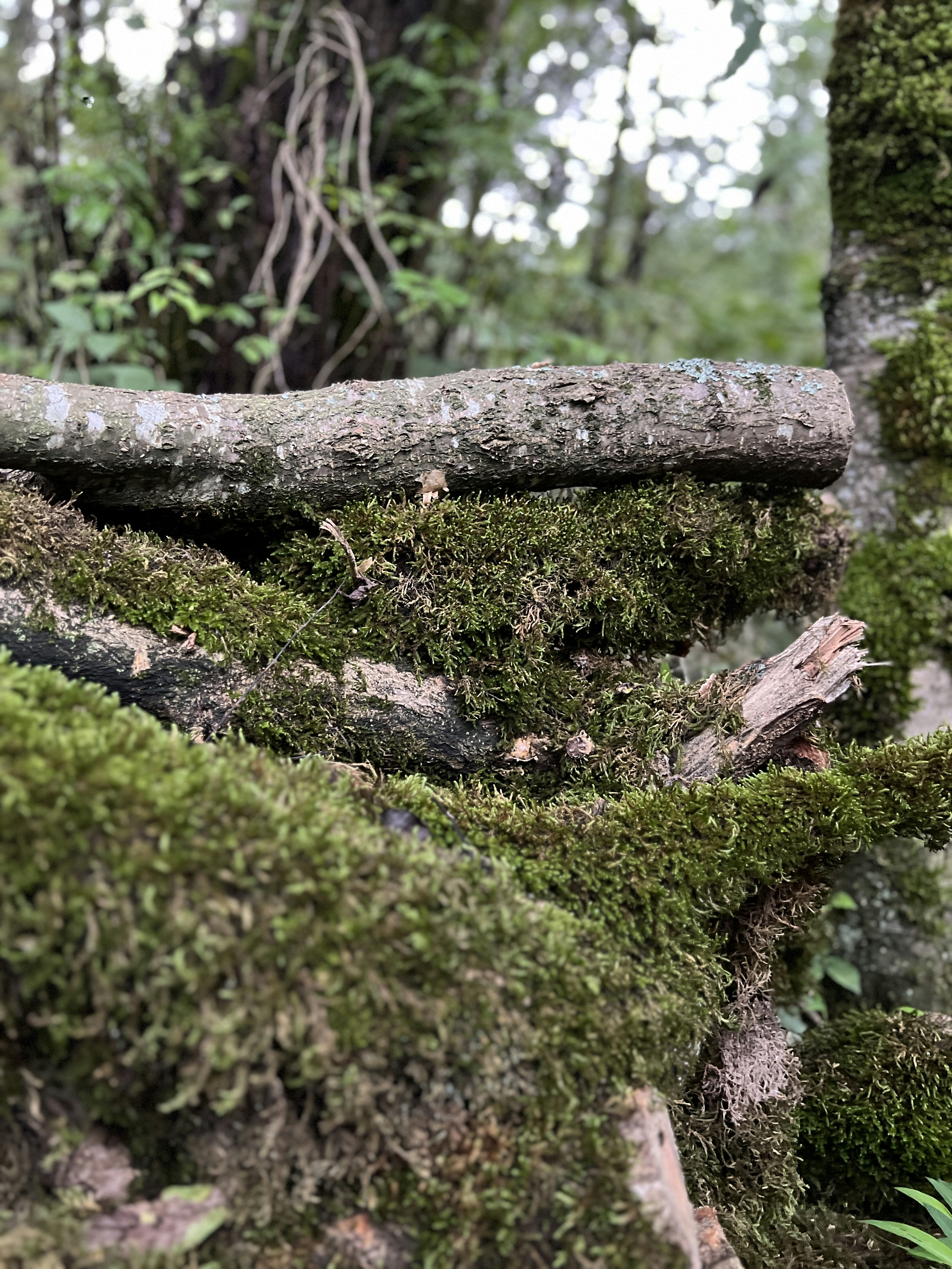 Photo by soheil_slt92