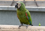 A parrot with vibrant green feathers, accented with patches of red and blue, perched on a wooden beam. The black beak is prominent against the bird's colorful plumage. The background consists of a blurred metallic fence and a gray wall, adding depth to the image.