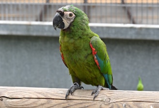 A parrot with vibrant green feathers, accented with patches of red and blue, perched on a wooden beam. The black beak is prominent against the bird's colorful plumage. The background consists of a blurred metallic fence and a gray wall, adding depth to the image.