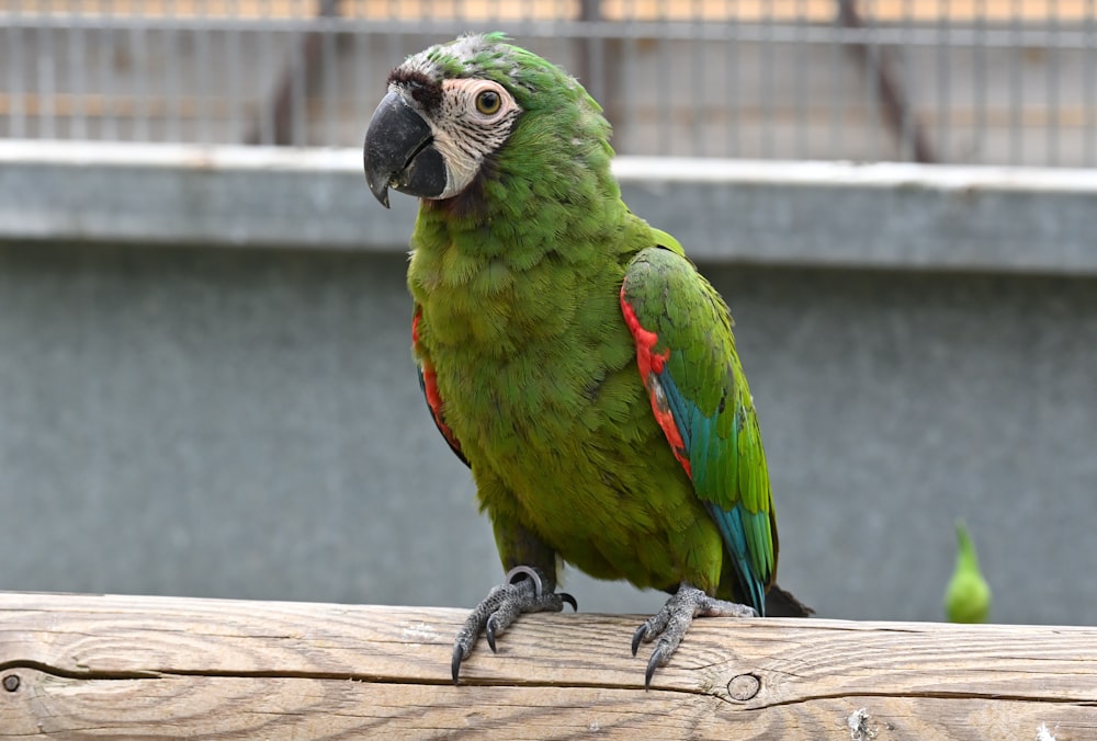 a green parrot sitting on top of a wooden fence
