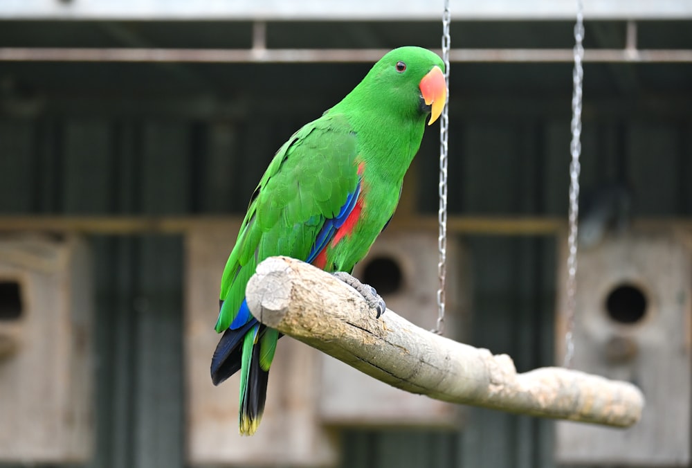 a green parrot perched on a branch in a cage