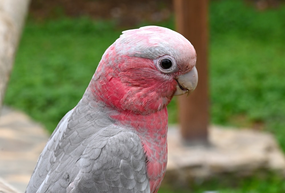 a close up of a pink and grey bird
