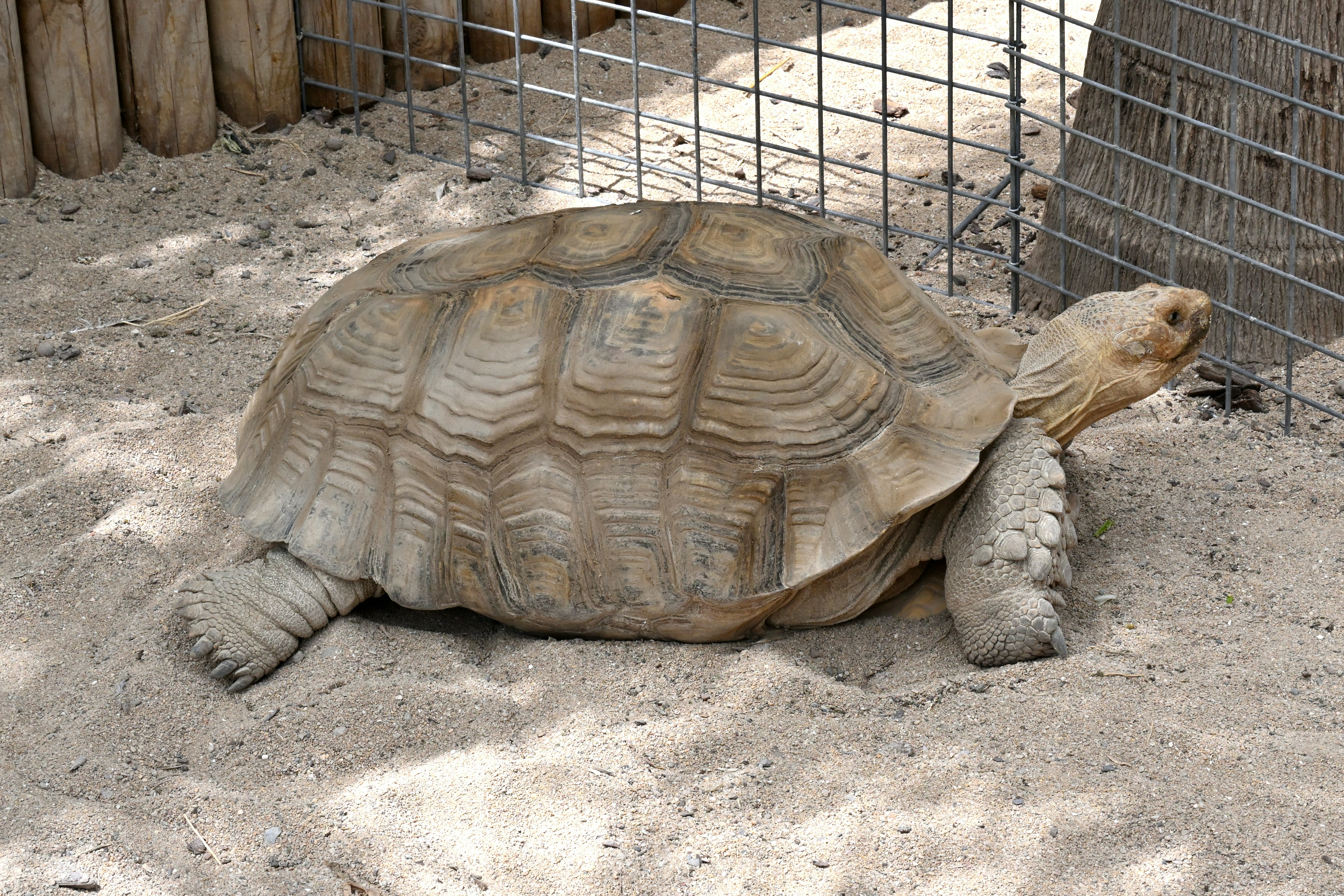 A large tortoise sitting on top of a sandy ground