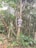 A wooden utility pole is situated in a forested area surrounded by dense vegetation and various plants. The pole has three decorative signs attached to it, with one of them containing the word 'DOCES'. Electrical or telecommunication wires are coiled near the top of the pole.