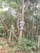 A wooden utility pole is situated in a forested area surrounded by dense vegetation and various plants. The pole has three decorative signs attached to it, with one of them containing the word 'DOCES'. Electrical or telecommunication wires are coiled near the top of the pole.